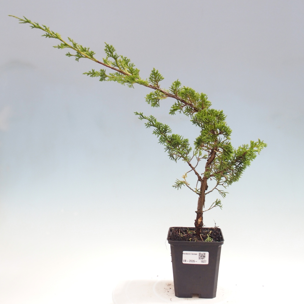 Outdoor bonsai - Juniperus chinensis Itoigawa