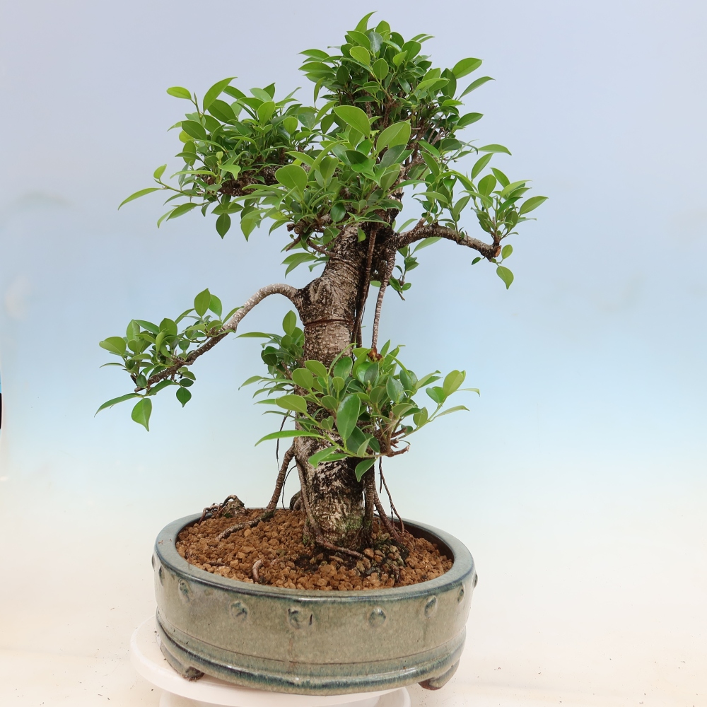Pokój bonsai - Ficus kimmen - figowiec drobnolistny