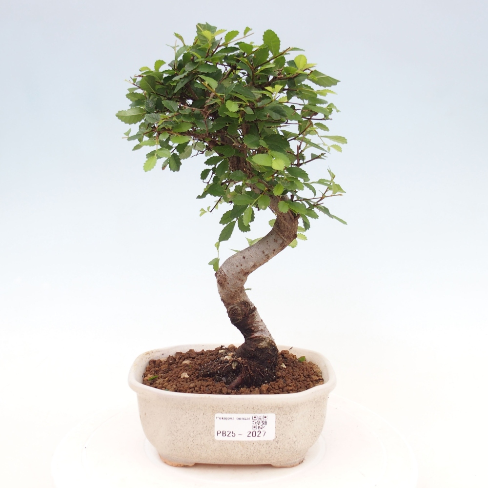 Bonsai wewnętrzne - Ulmus parvifolia - Wiąz drobnolistny
