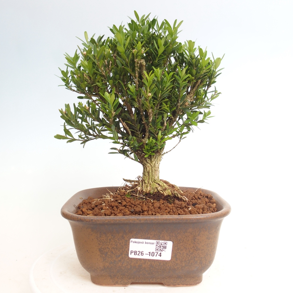 Pokój bonsai - Buxus harlandii - buxus korkowy