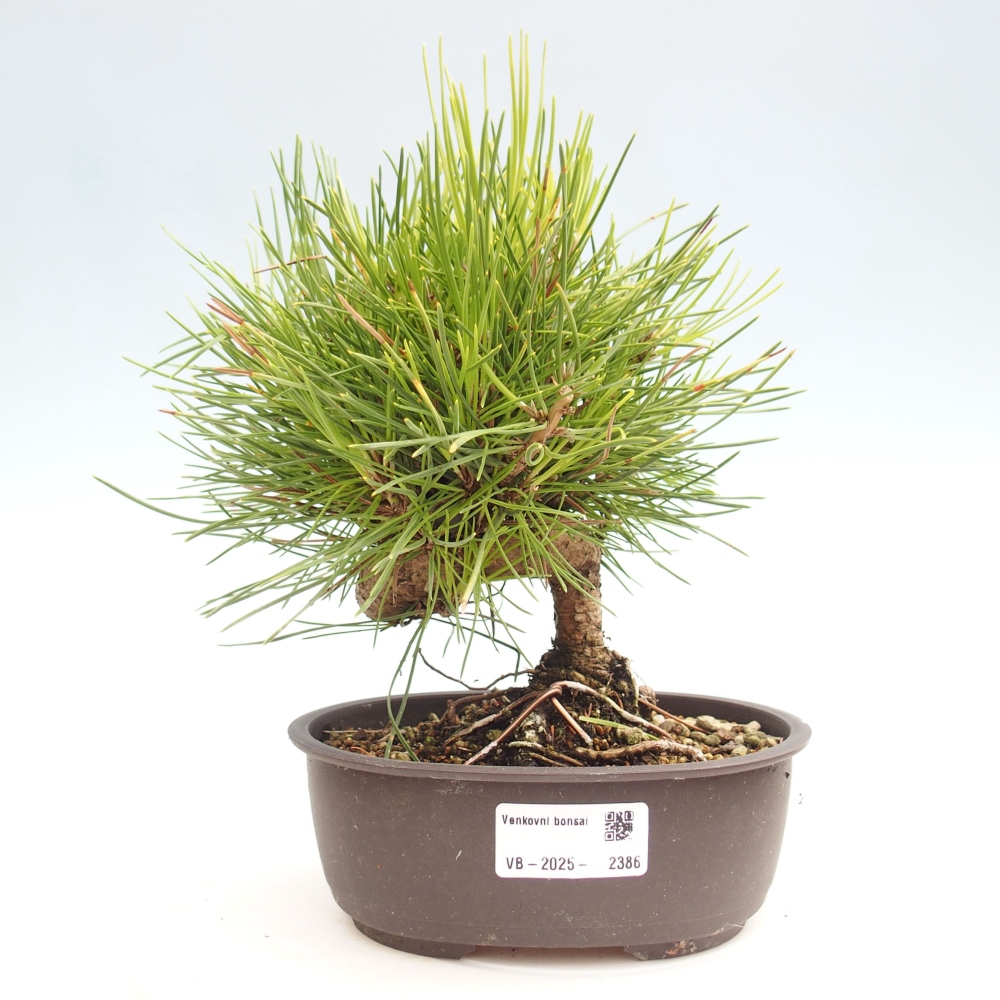 Bonsai ogrodowe - Pinus thunbergii - Sosna Thunbergia