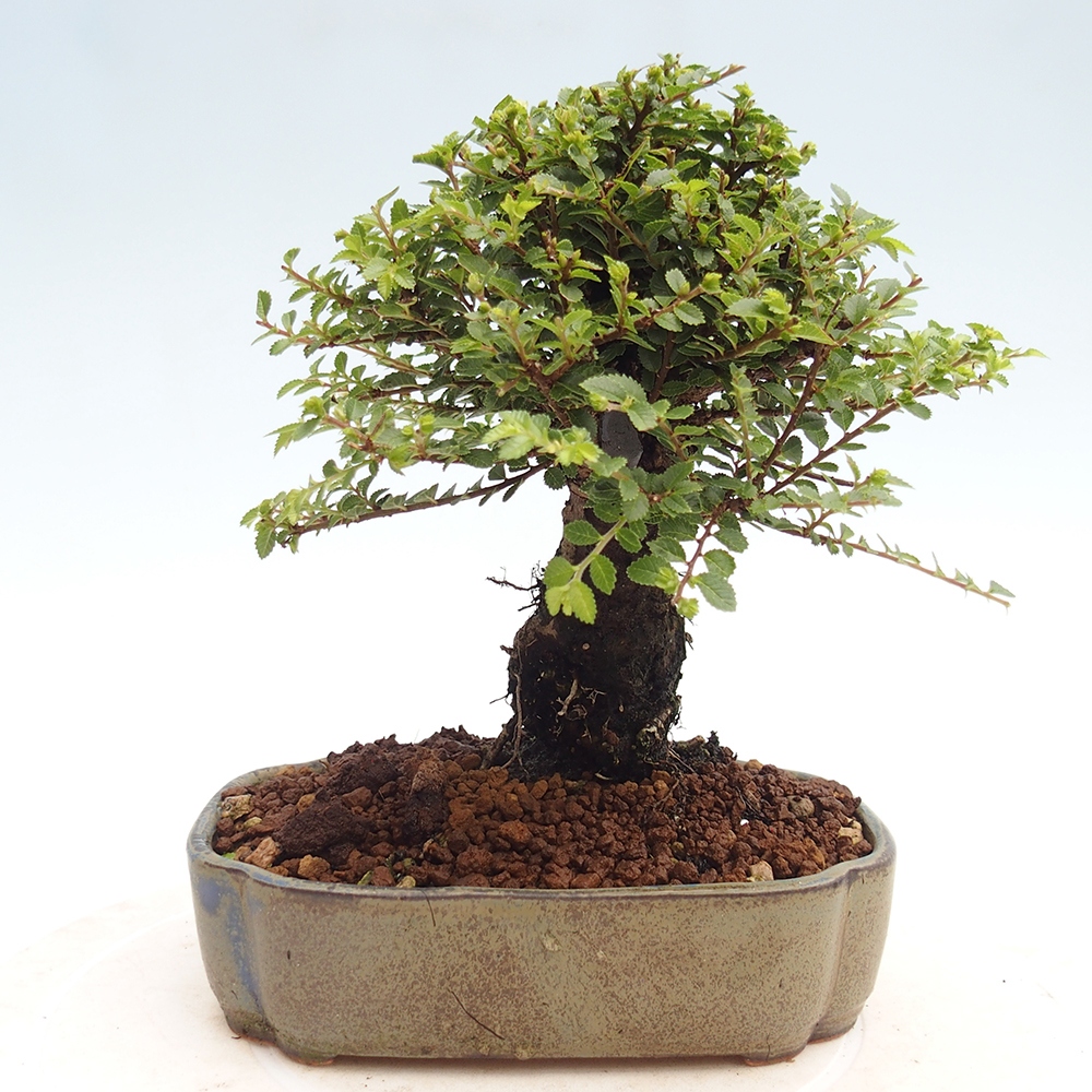 Bonsai zewnętrzne - Ulmus parvifolia Hokkaido - wiąz chiński