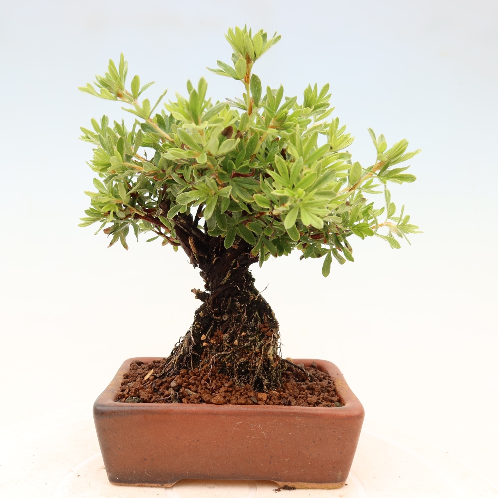 Bonsai zewnętrzne - Potentila fruticosa