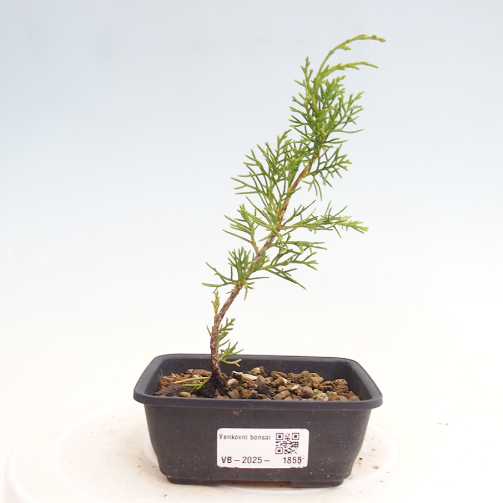 Outdoor bonsai - Juniperus chinensis Itoigawa - Jałowiec chiński