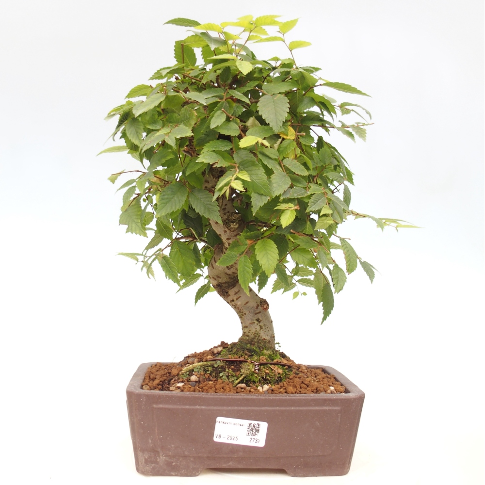 Bonsai na zewnątrz - Zelkova - Zelkova serrata