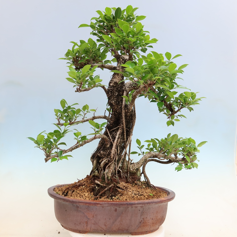 Pokój bonsai - Ficus kimmen - figowiec drobnolistny