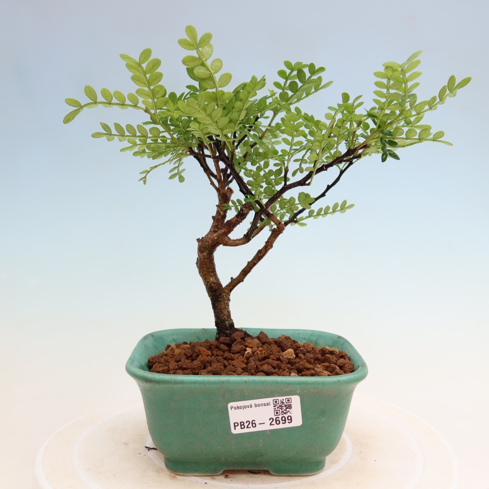 Pokój bonsai - Zantoxylum piperitum - drzewo pieprzowe