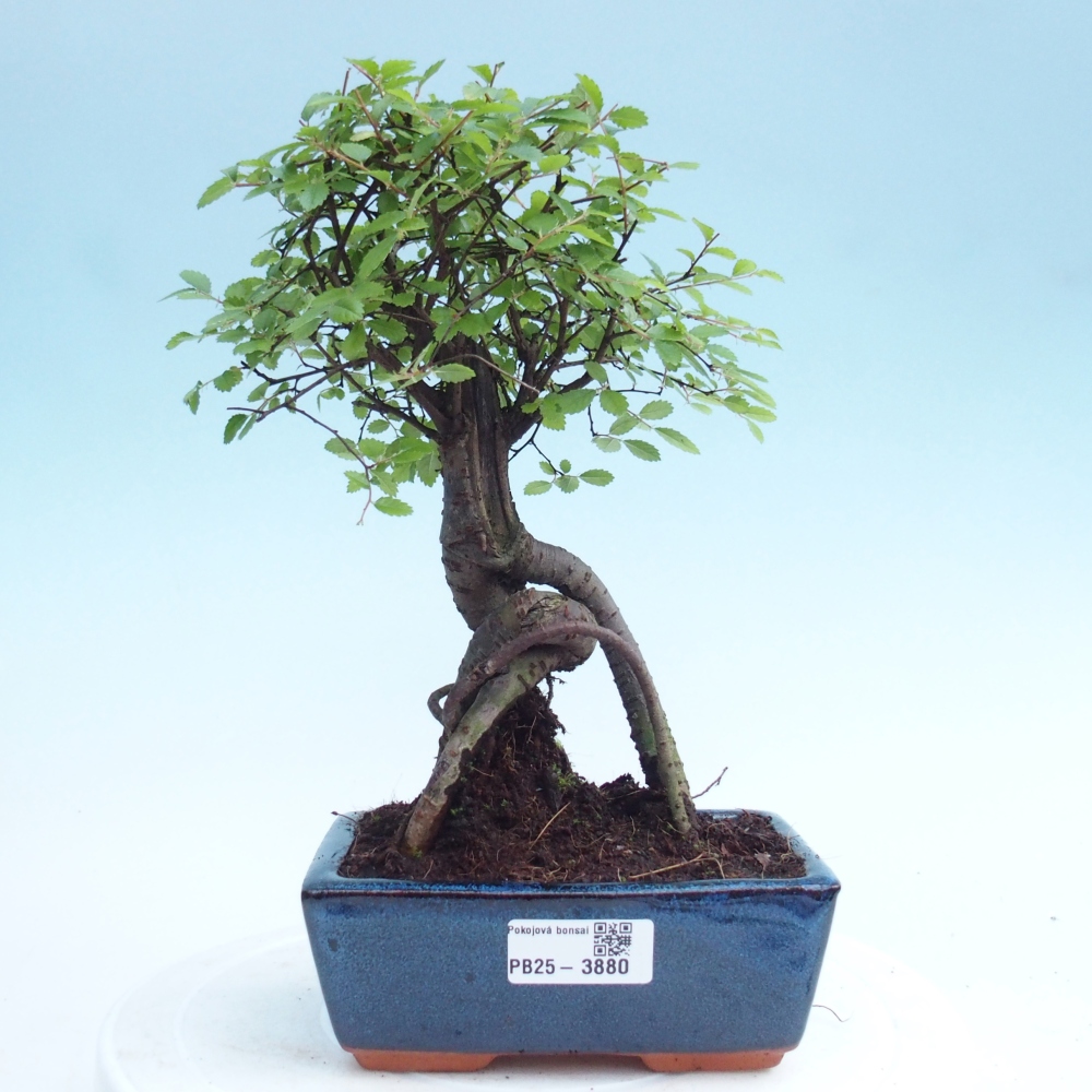 Pokój bonsai - Ulmus parvifolia - Wiąz drobnolistny