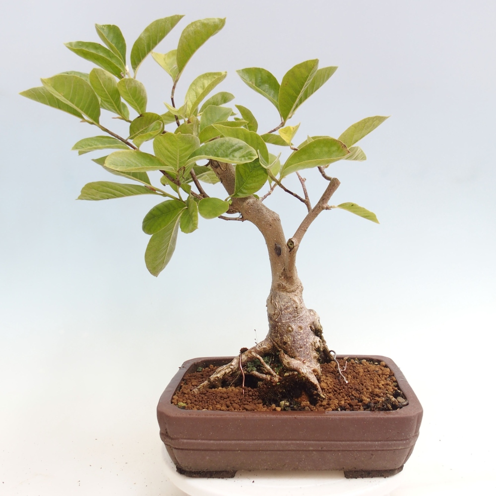Bonsai zewnętrzne - Magnolia Gold Star - Magnolia