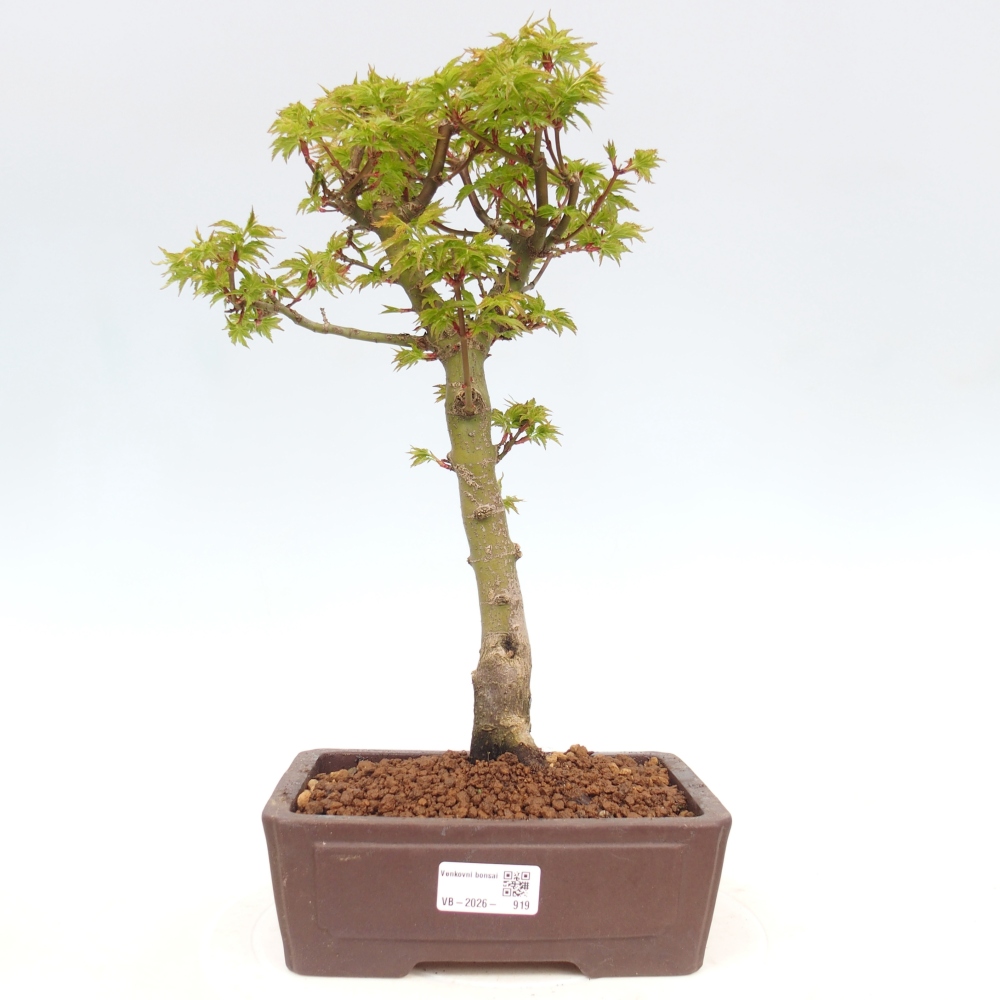 Outdoor bonsai - palma jaworowa Acer palmatum Shishigashira