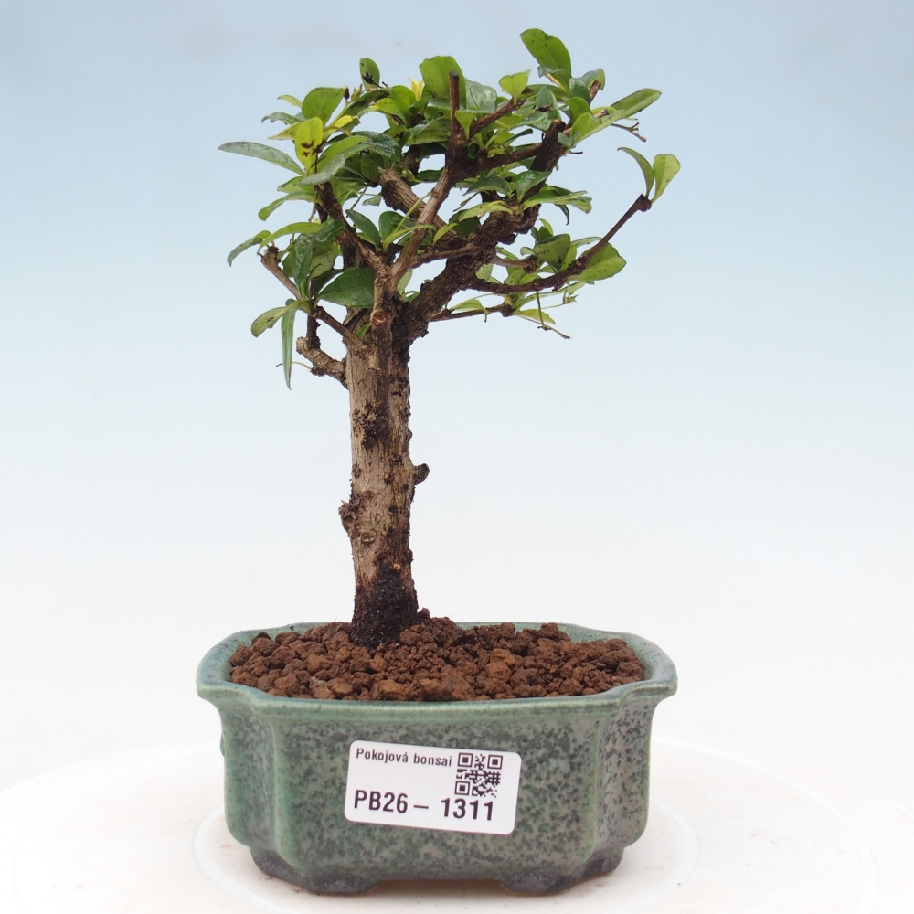 Bonsai pokojowe - Carmona macrophylla - Tea fuki