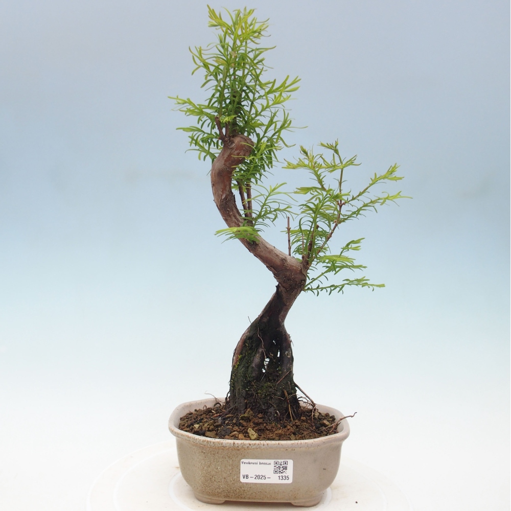 Outdoor bonsai - Metasequoia glyptostroboides - chińskie metasekvoje