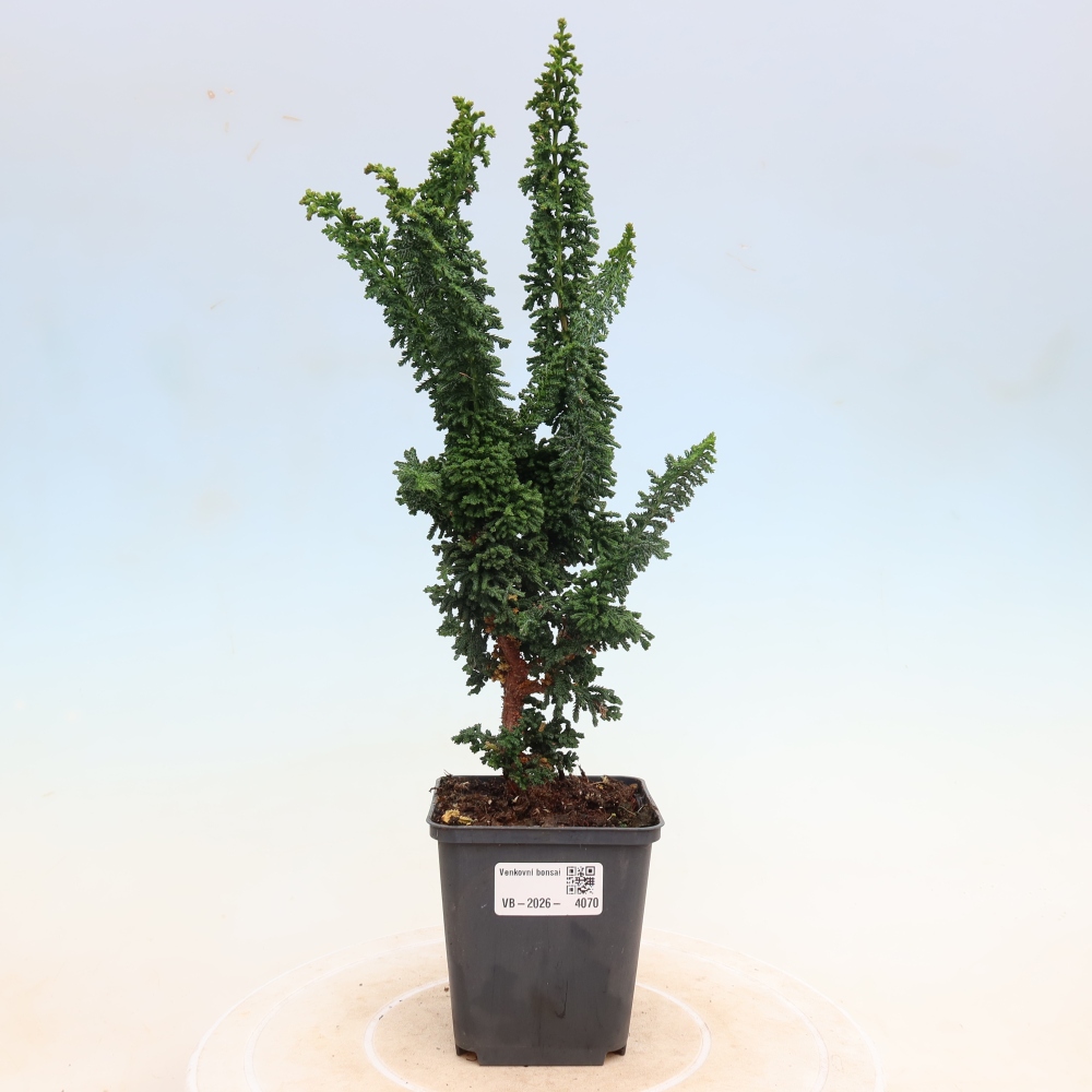Bonsai zewnętrzne - Cham. obtusa SEKKA HINOKI - Cyprys