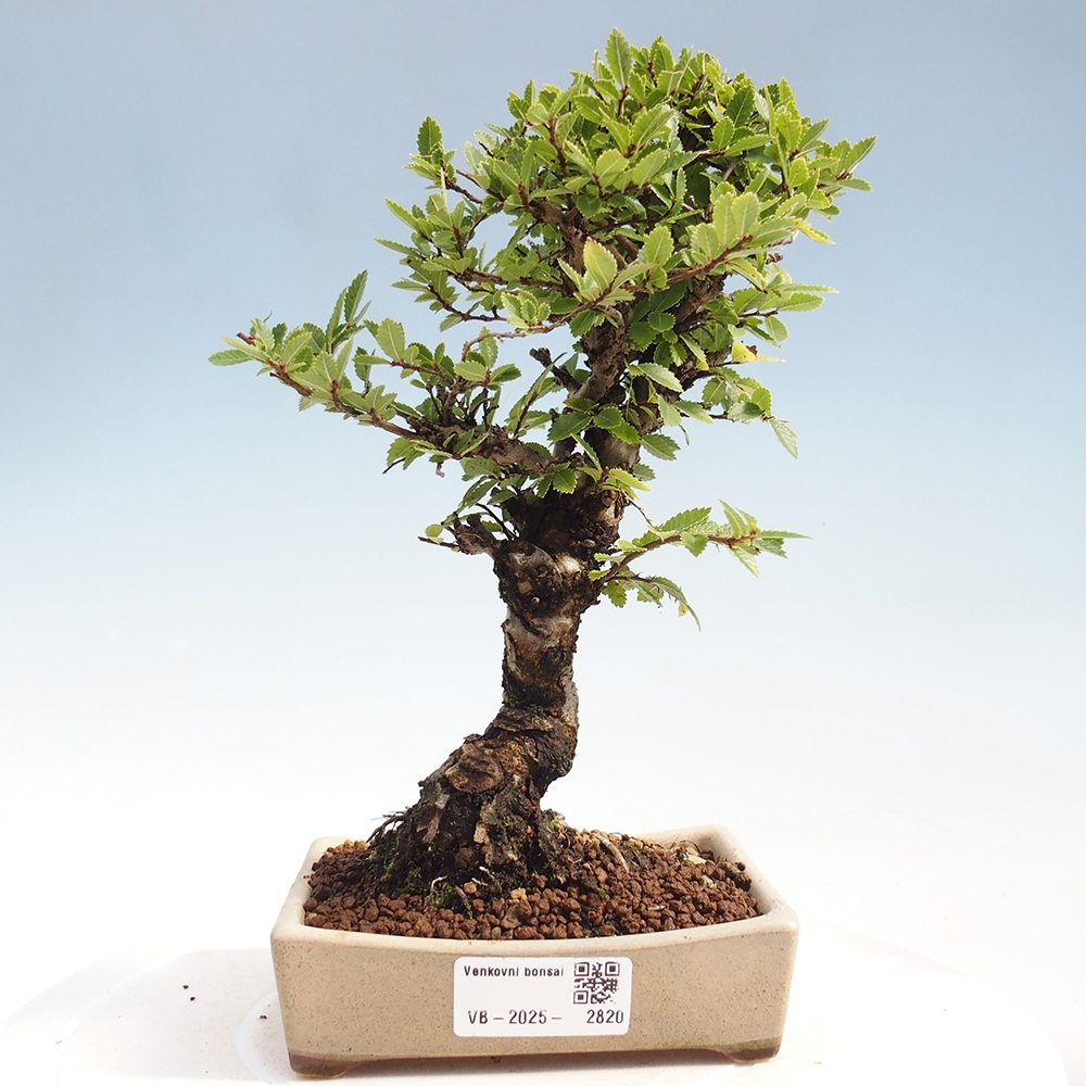 Outdoor bonsai - Zelkova - Zelkova NIRE