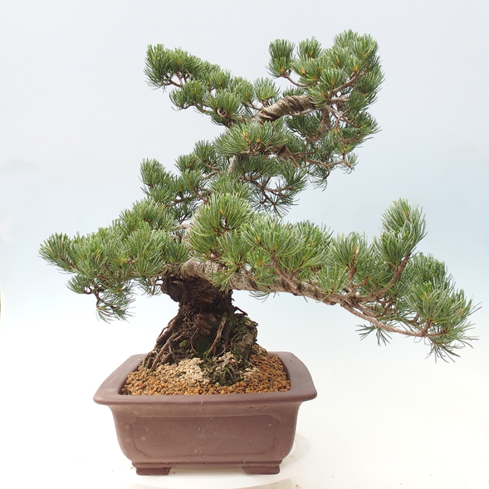 Outdoor bonsai - Pinus parviflora - Pinus parviflora