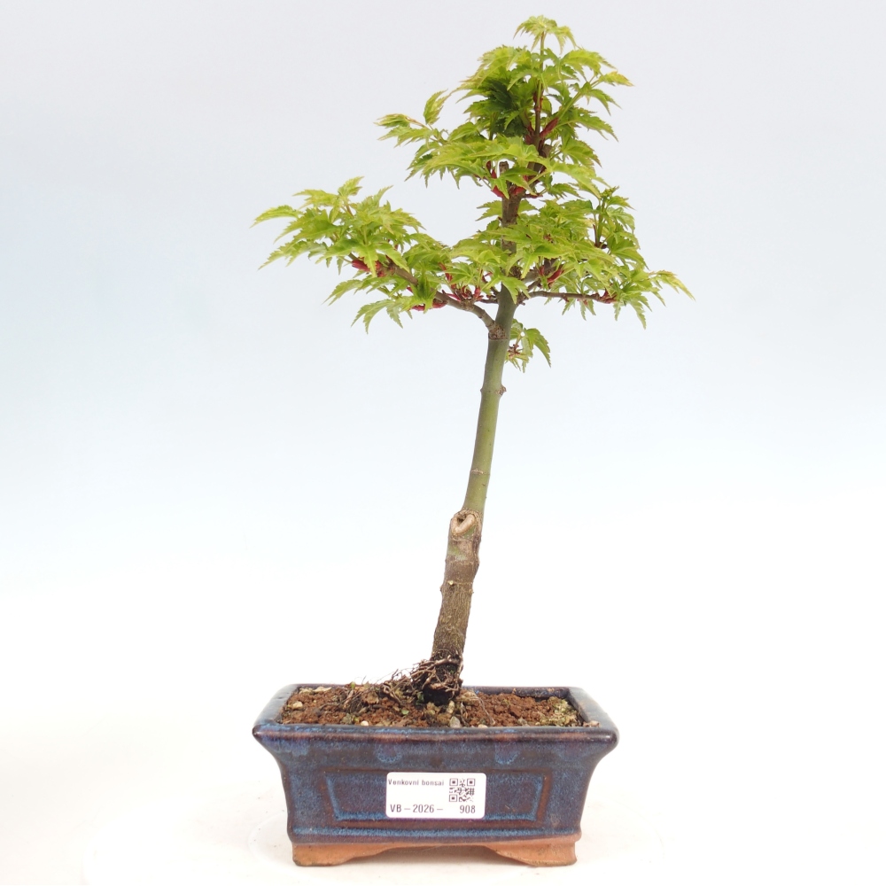 Outdoor bonsai - Jawor drobnolistny SHISHIGASHIRA
