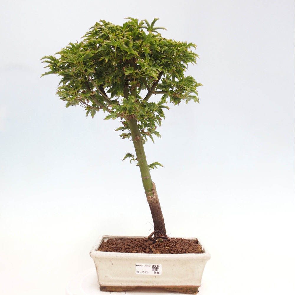 Bonsai zewnętrzne - klon Acer palmatum Shishigashira