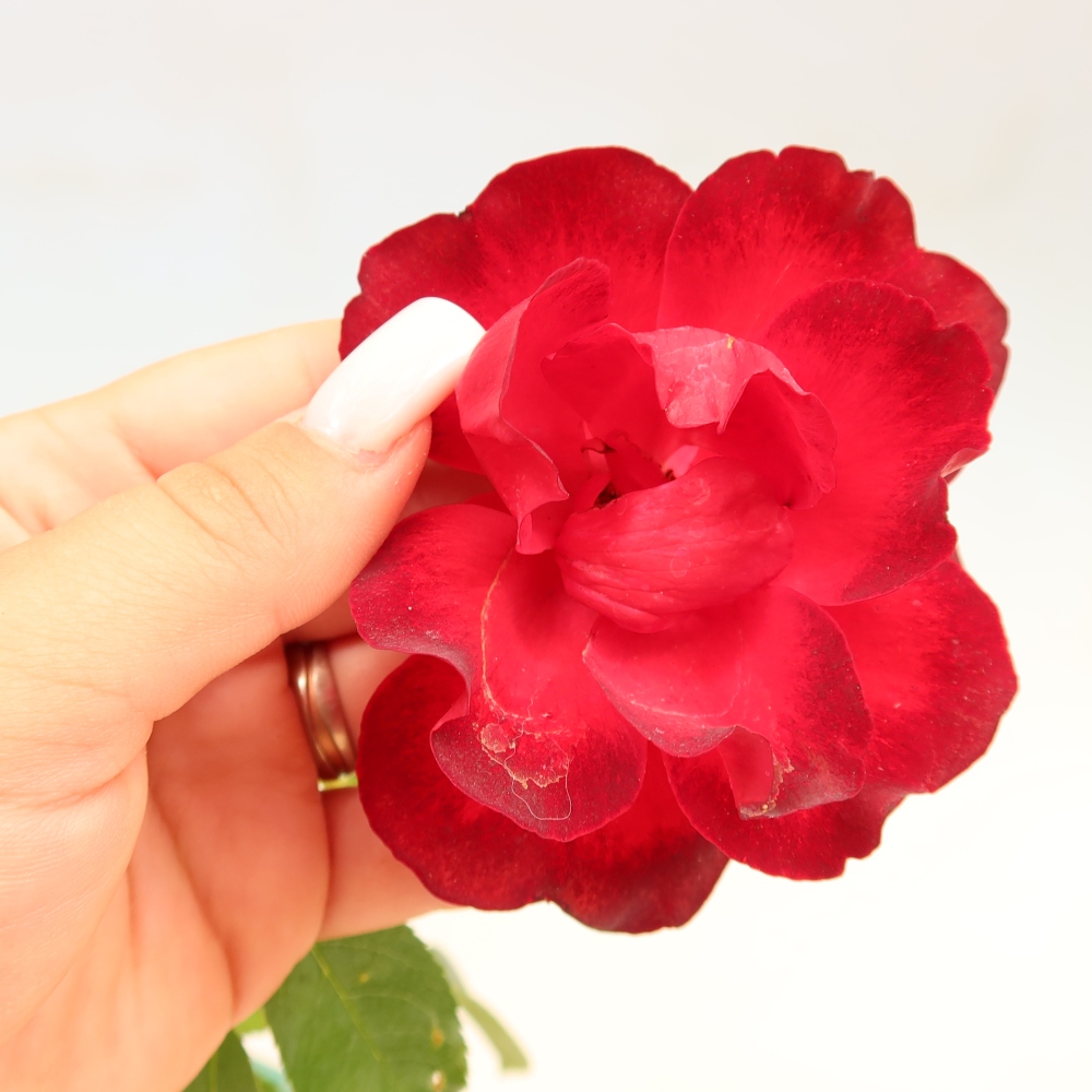 Bonsai ogrodowe – Rosa Kordes – róża