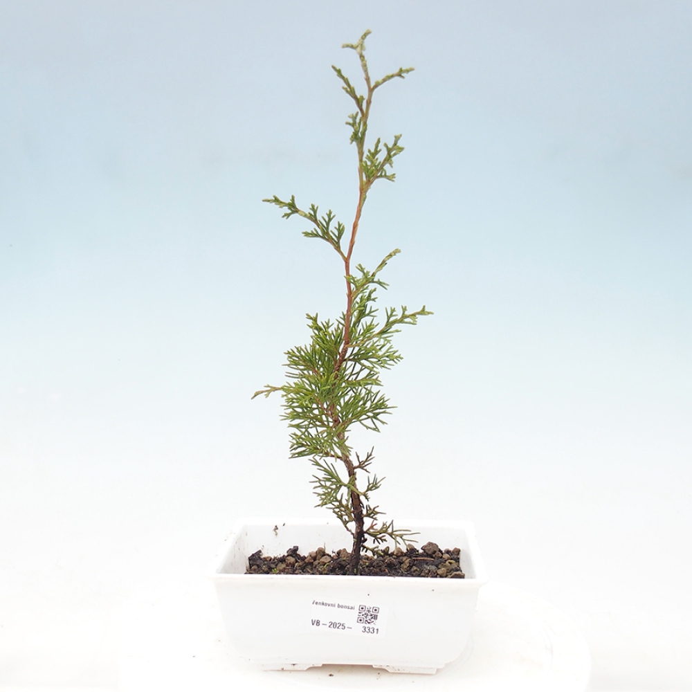 Outdoor bonsai - Juniperus chinensis Itoigawa - Jałowiec chiński
