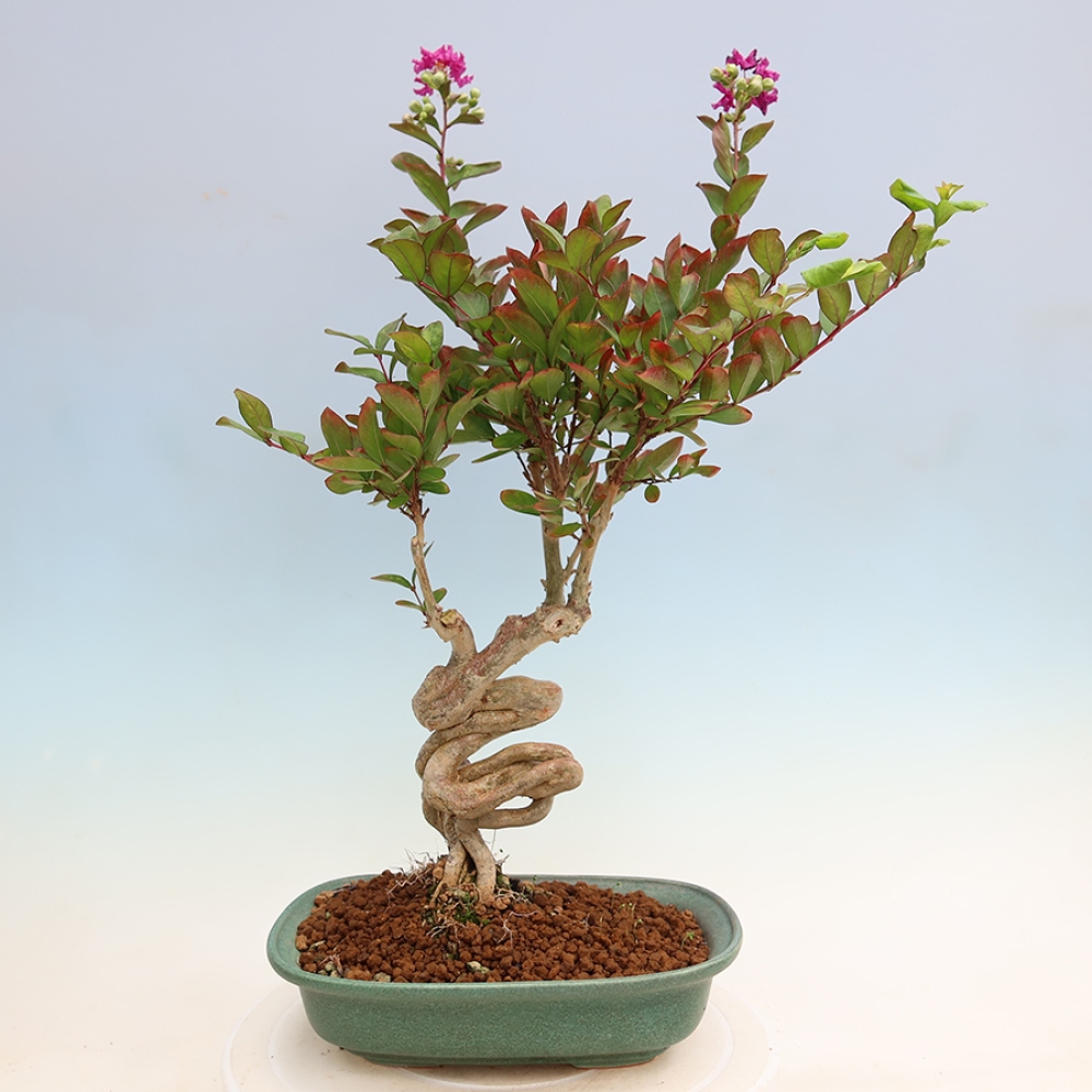 Bonsai pokojowe – Lagerstroemia indica – bz indyjski