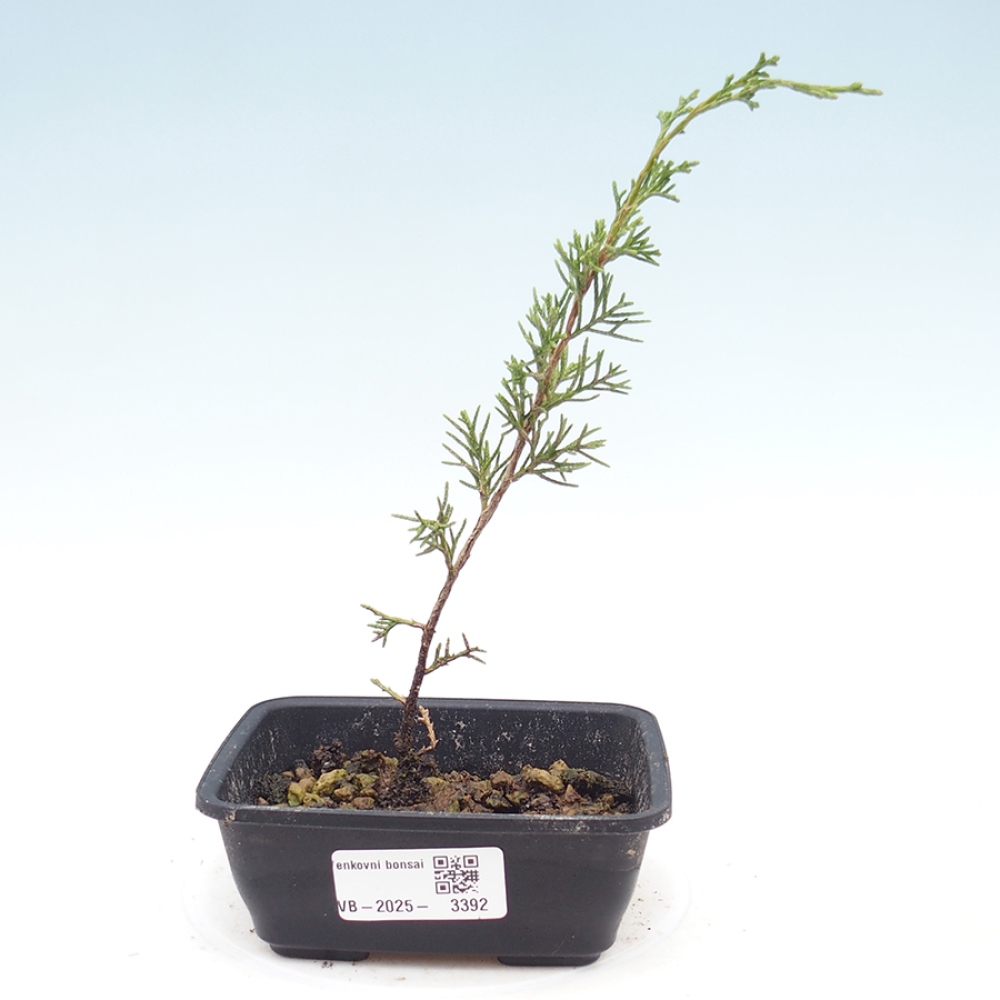 Outdoor bonsai - Juniperus chinensis Itoigawa - Jałowiec chiński