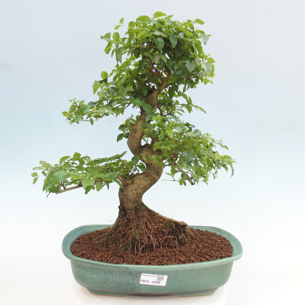 Pokój bonsai - Ligustrum chinensis - Dziób ptaka