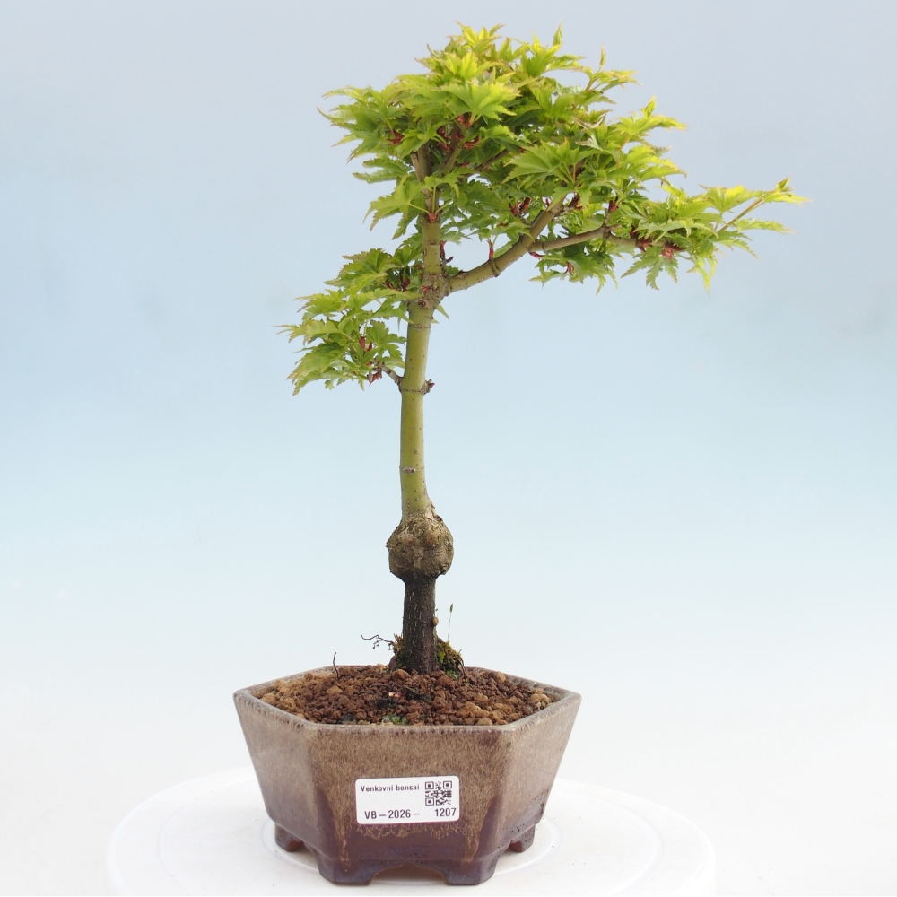 Outdoor bonsai - palma jaworowa Acer palmatum Shishigashira