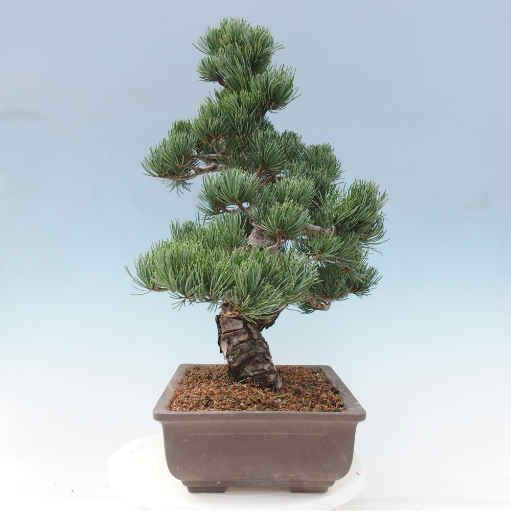 Outdoor bonsai - Pinus parviflora - Mała sosna