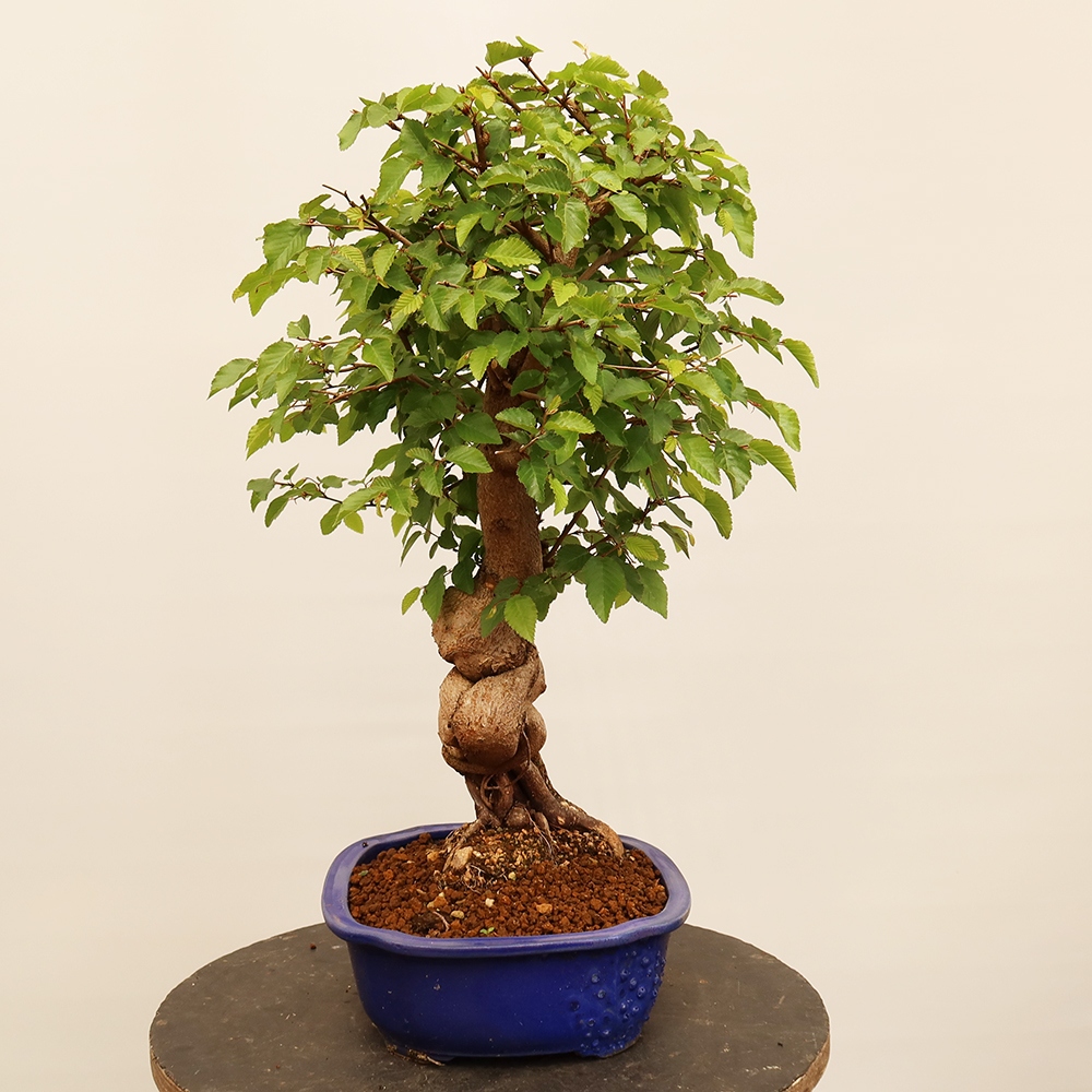Bonsai plenerowe - Carpinus Coreana - grab koreański