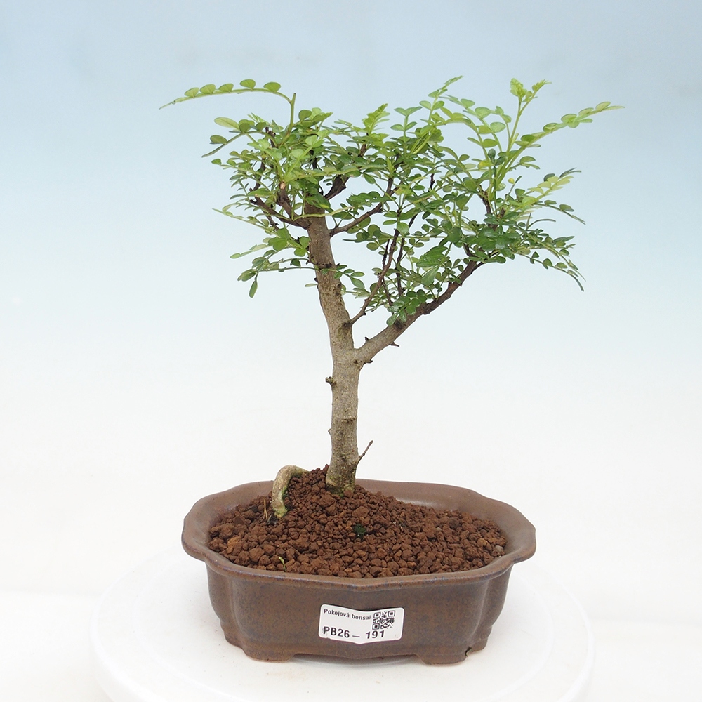 Pokój bonsai - Zantoxylum piperitum - drzewo pieprzowe