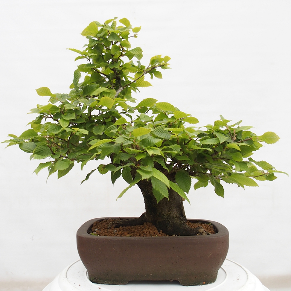 Bonsai zewnętrzne - Grab - Carpinus betulus