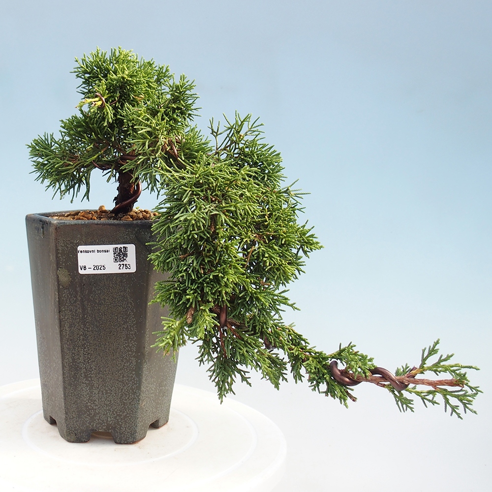Bonsai zewnętrzne - Juniperus chinensis Kishu - Jałowiec chiński