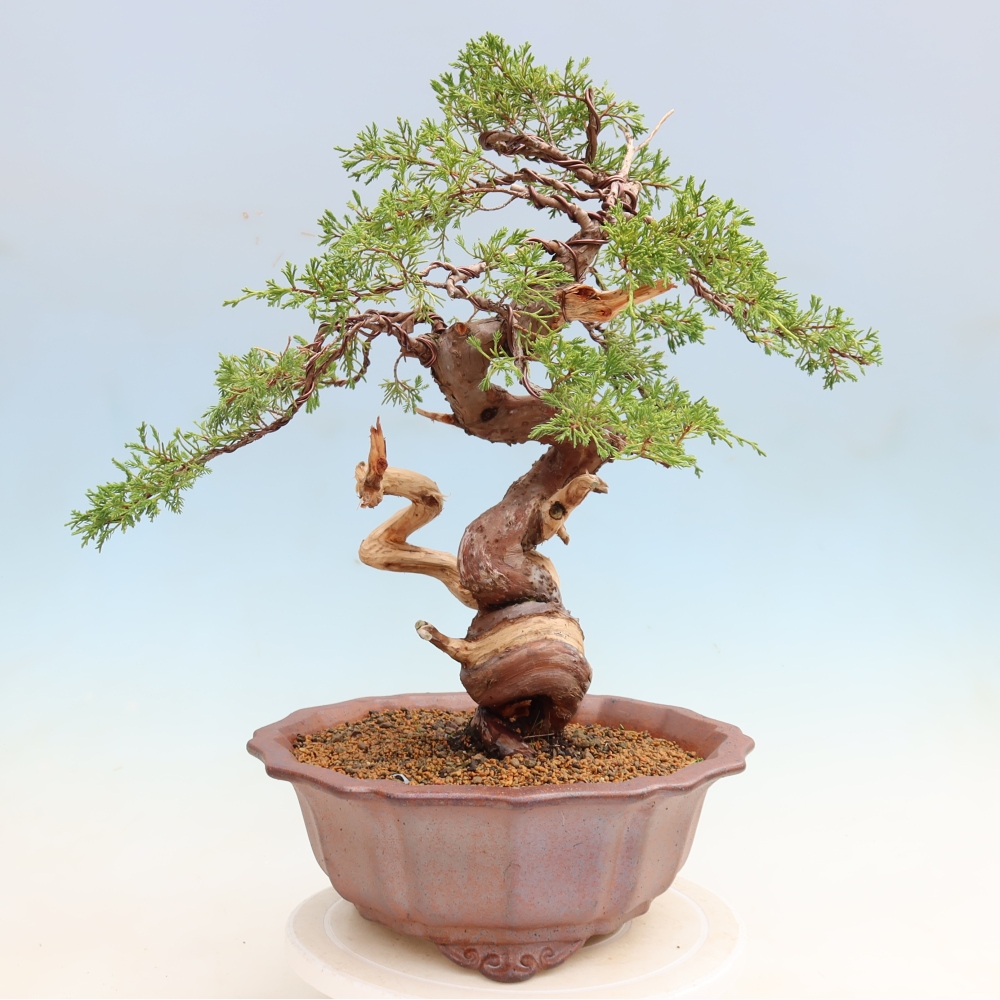 Bonsai ogrodowe – Juniperus chinensis Itoigawa – jałowiec chiński