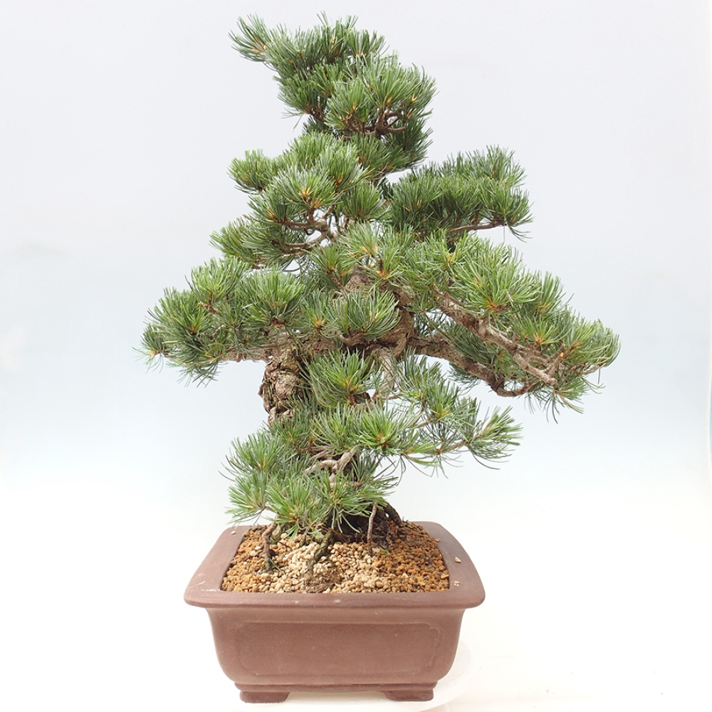 Outdoor bonsai - Pinus parviflora - Pinus parviflora