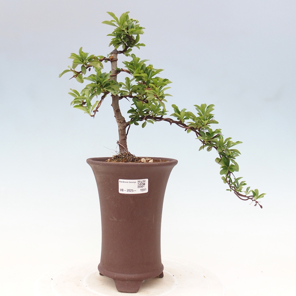 Outdoor Bonsai-Pyracanta Teton-Piekarnia