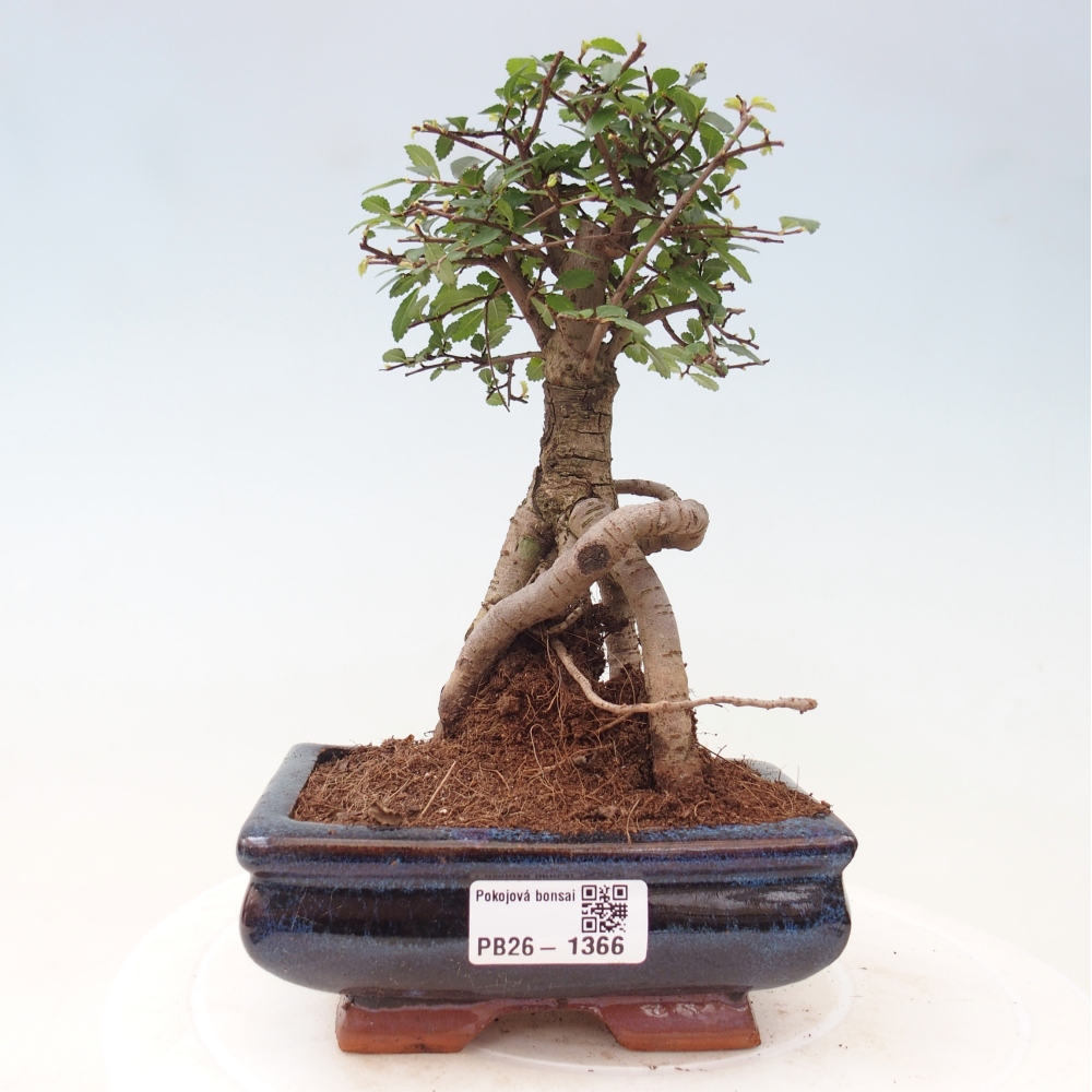 Pokój bonsai - Ulmus parvifolia - Wiąz drobnolistny