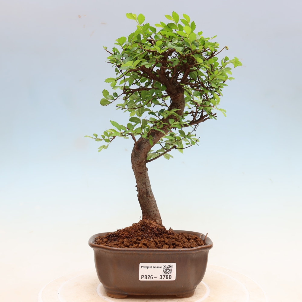 Pokój bonsai - Ulmus parvifolia - Wiąz drobnolistny