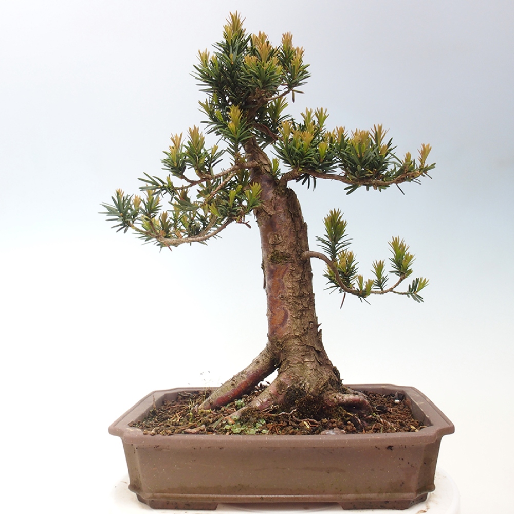 Bonsai na zewnątrz - Taxus cuspidata - cis japoński