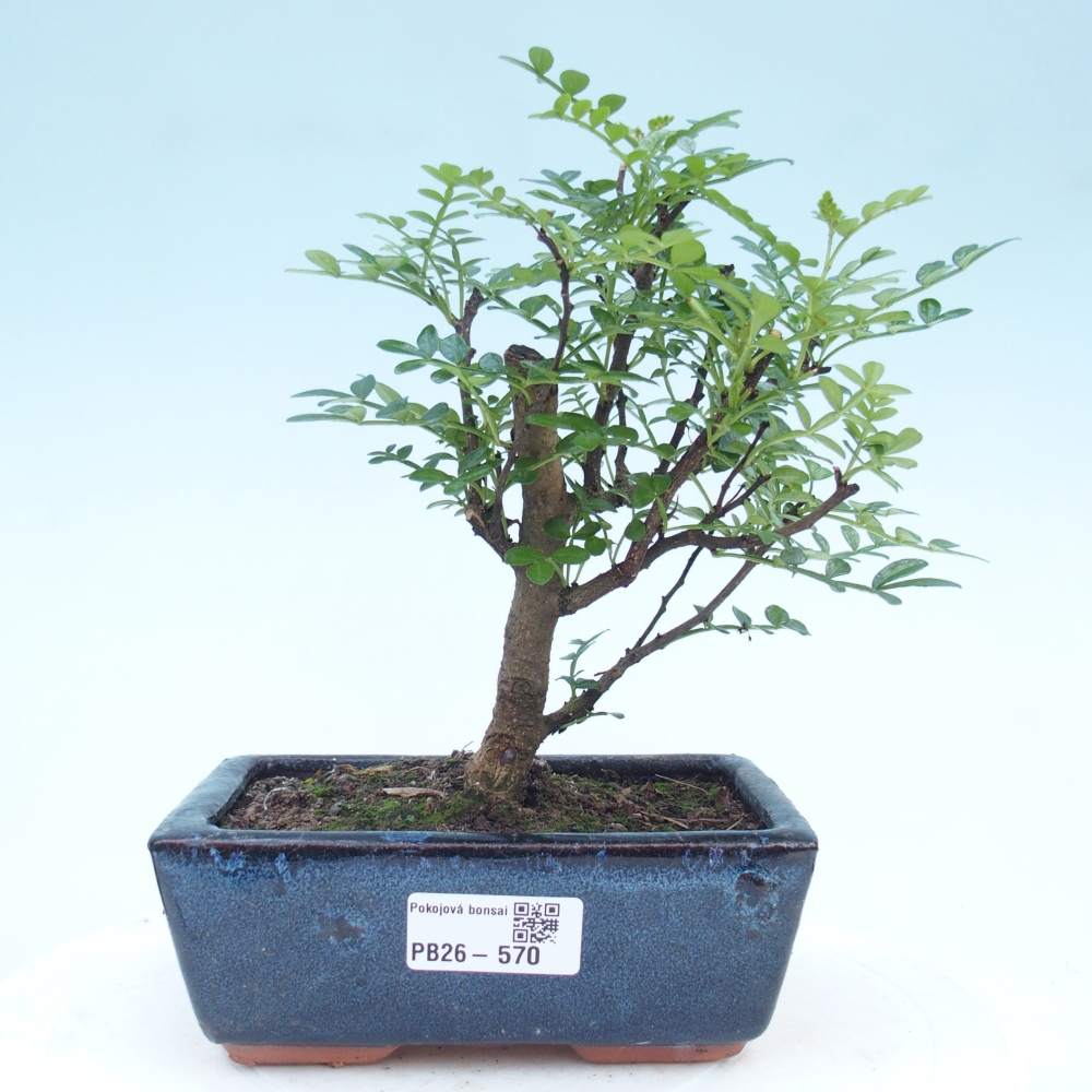 Pokój bonsai - Zantoxylum piperitum - drzewo pieprzowe