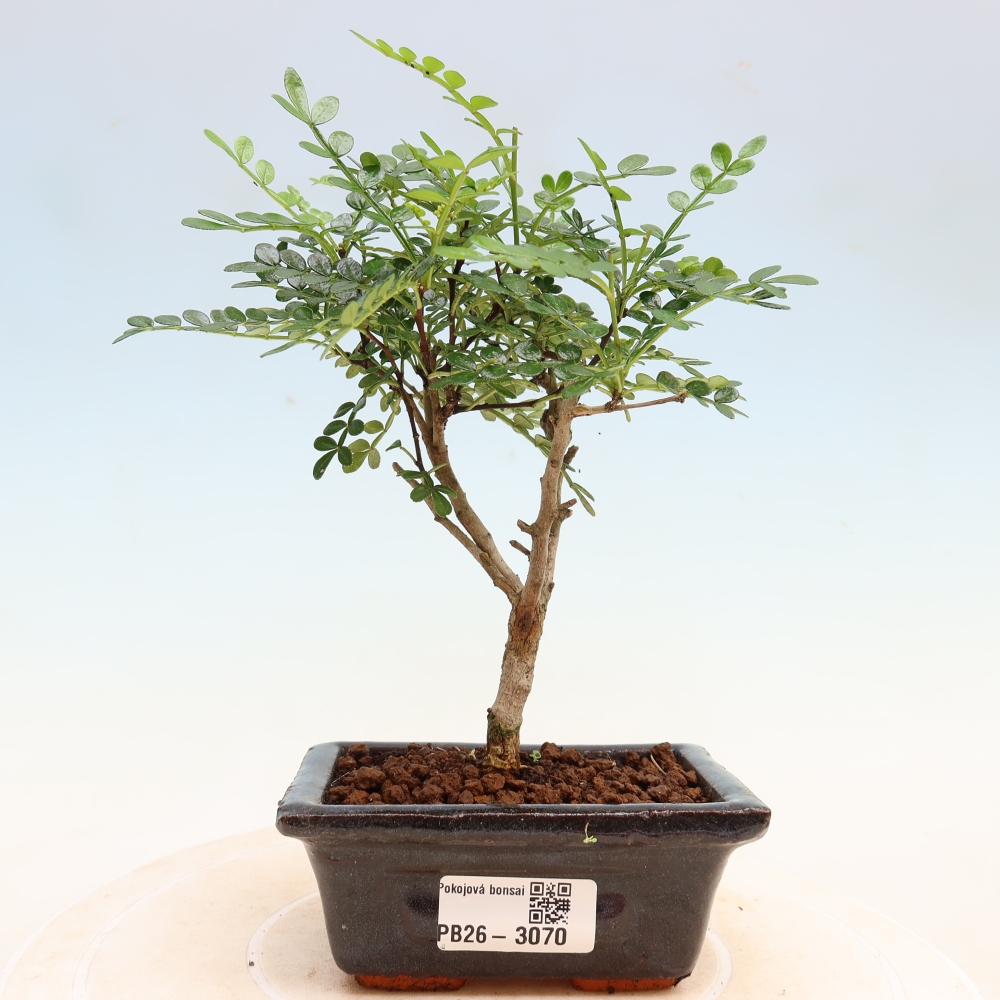 Pokój bonsai - Zantoxylum piperitum - drzewo pieprzowe
