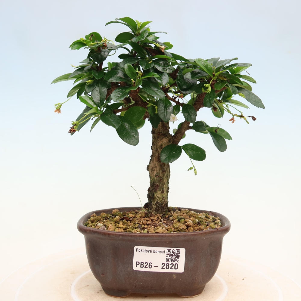Bonsai pokojowe - Carmona macrophylla - Tea fuki