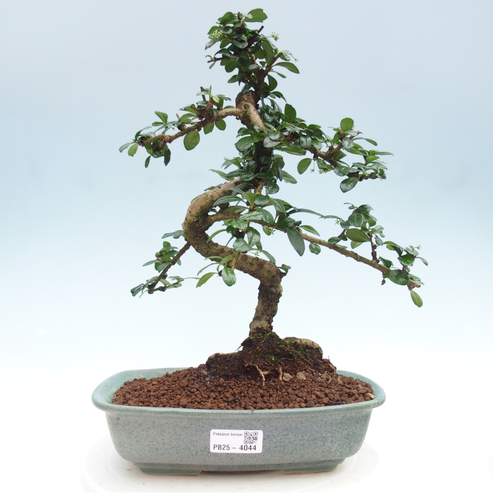 Bonsai pokojowe - Carmona macrophylla - Tea fuki