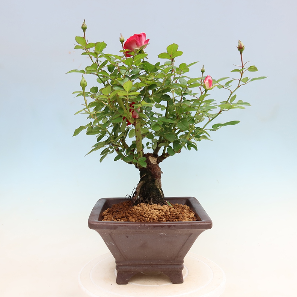 Bonsai ogrodowe – Rosa Kordes – róża