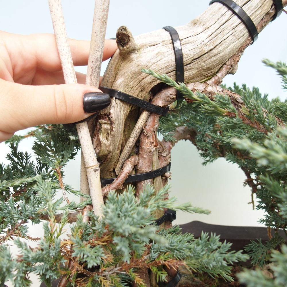 Plenerowe bonsai - Juniperus  - Prostrate Juniper