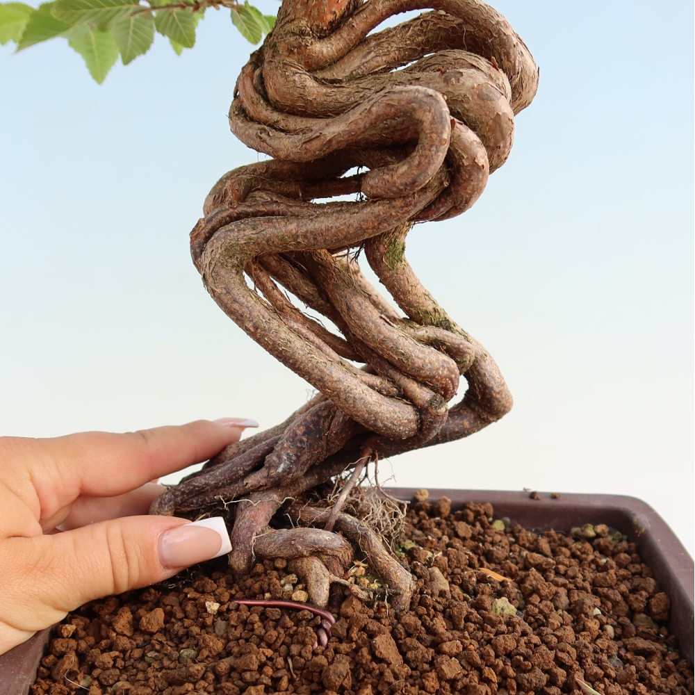 Outdoor bonsai - Carpinus coreana - grab koreański