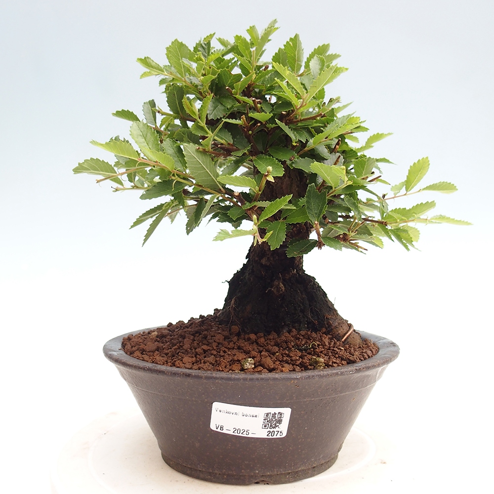Outdoor bonsai - Zelkova - Zelkova NIRE