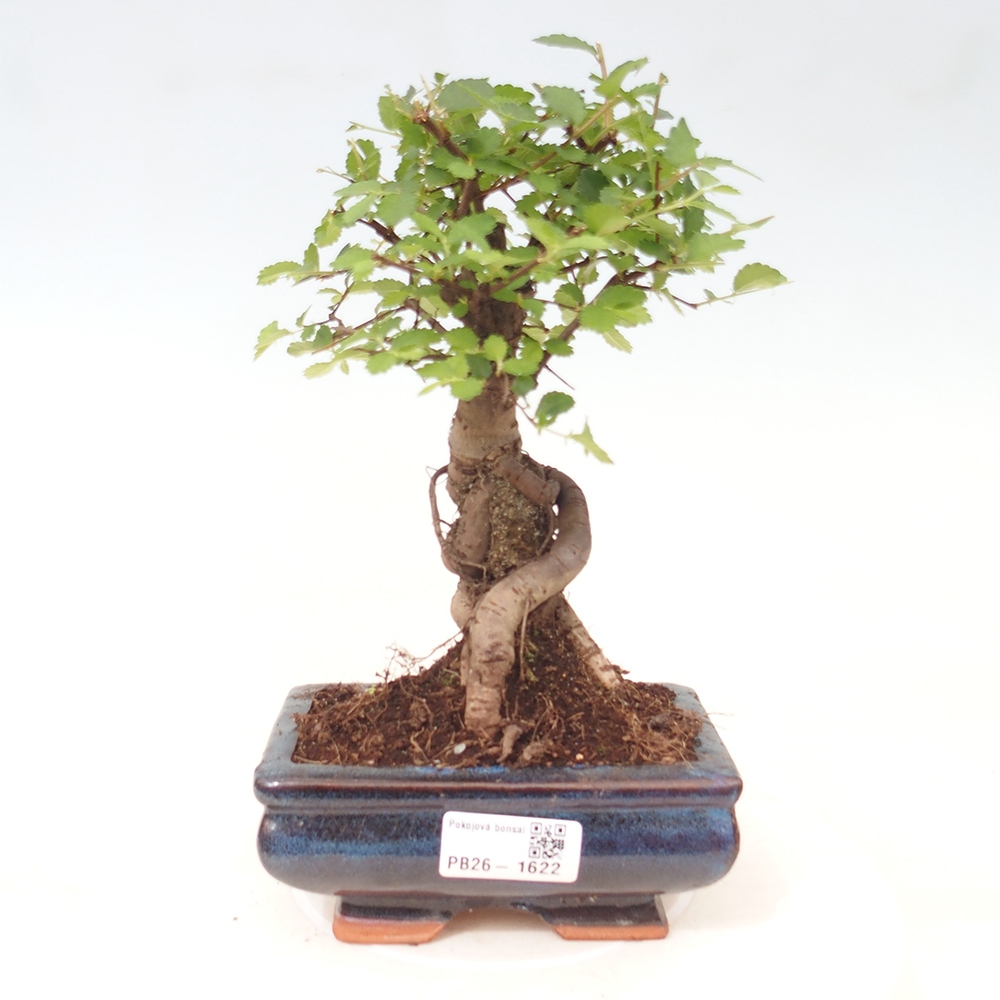 Pokój bonsai - Ulmus parvifolia - Wiąz drobnolistny