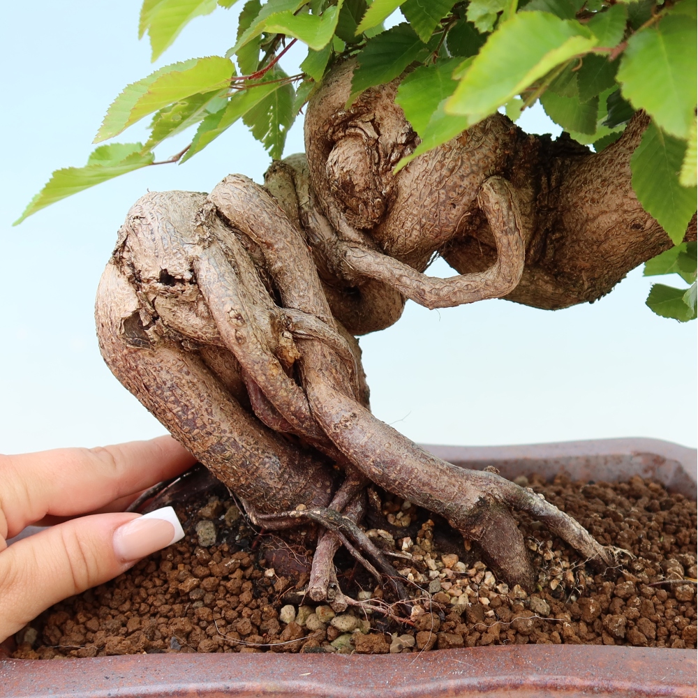 Outdoor bonsai - Carpinus coreana - grab koreański