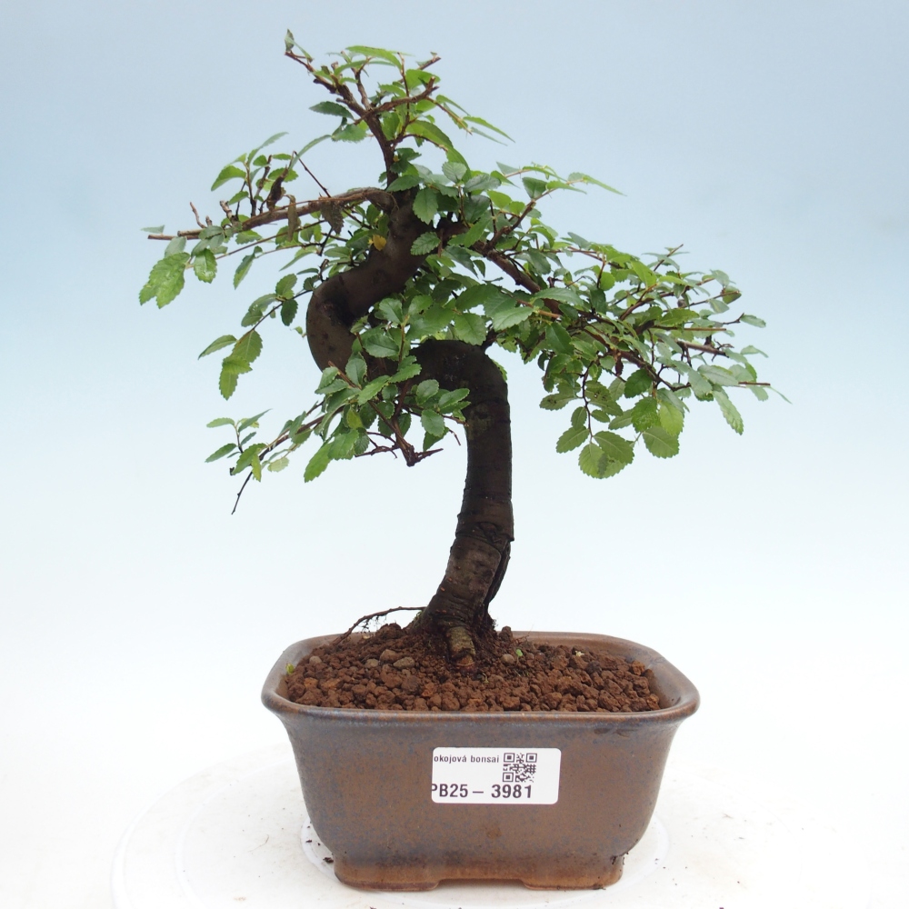 Pokój bonsai - Ulmus parvifolia - Wiąz drobnolistny