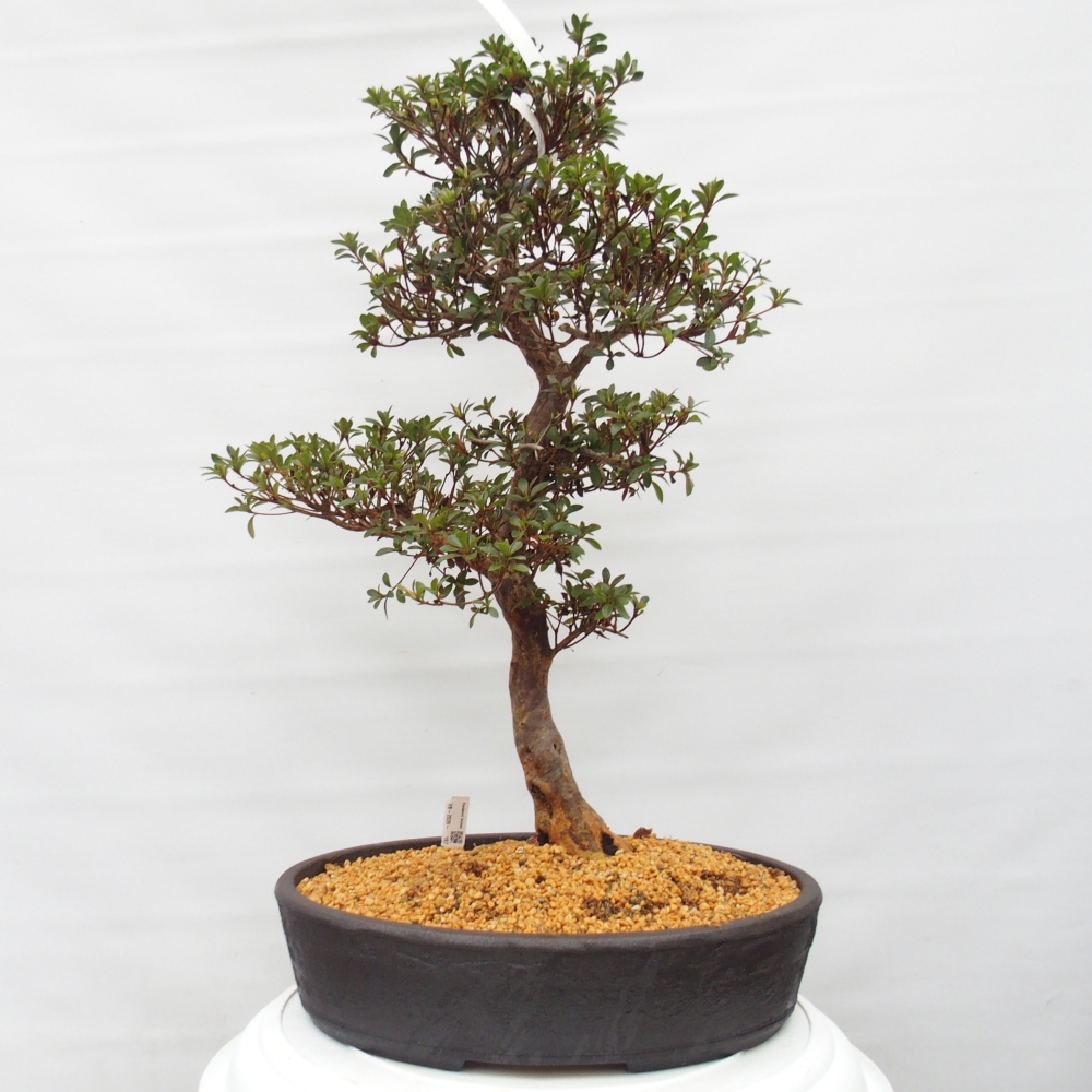 Bonsai zewnętrzne - Azalia japońska - Azalia Hanatsuzuri